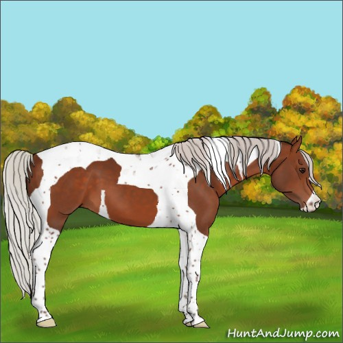 Horse Color:Silver Brown Tobiano