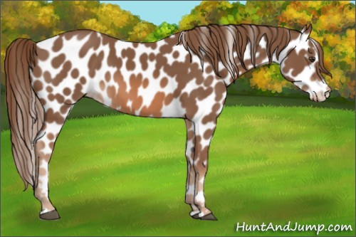 Horse Color:Chestnut Appaloosa 