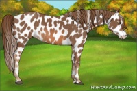 Horse Color:Chestnut Appaloosa 