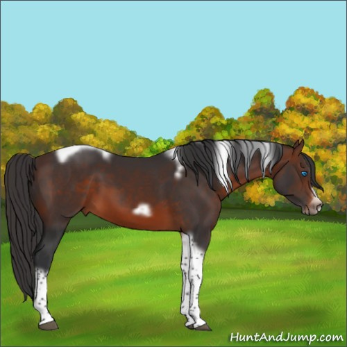 Horse Color:Brown Tobiano Frame 
