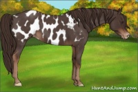 Horse Color:Liver Red Roan Frame Appaloosa 