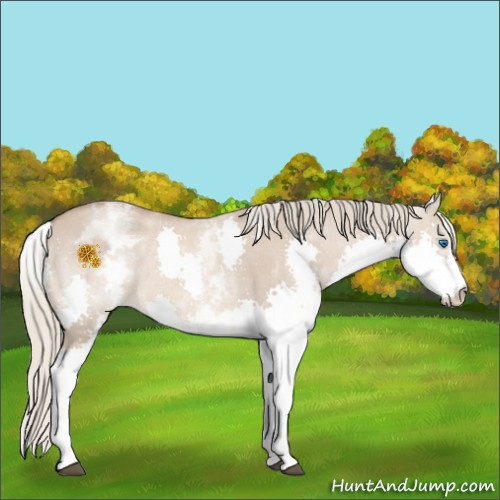 Horse Color:White Spotted Red Dun Roan Mushroom Splash Rabicano 