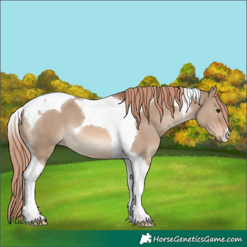 Horse Color:Red Dun Tobiano 
