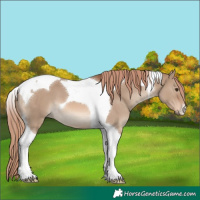 Horse Color:Red Dun Tobiano 