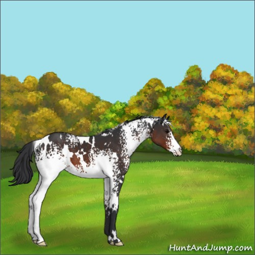 Horse Color:White Spotted Brown 