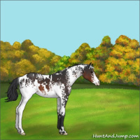 Horse Color:White Spotted Brown