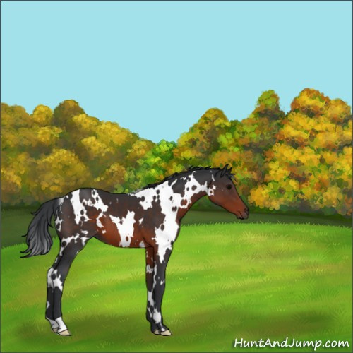 Horse Color:White Spotted Brown 