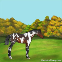 Horse Color:White Spotted Brown 