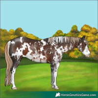 Horse Color:White Spotted Liver Chestnut 