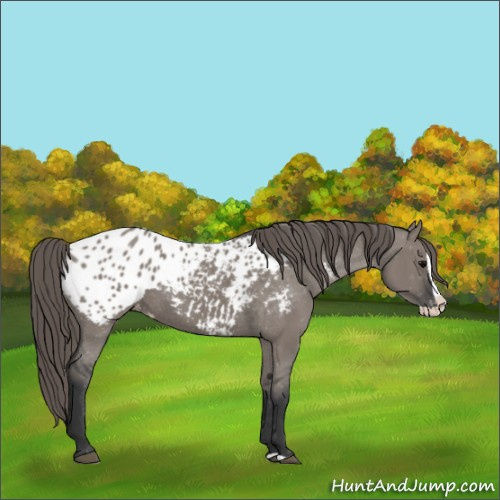 Horse Color:Grullo Splash Appaloosa 