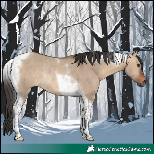 Horse Color:Bay Dun Tobiano Rabicano 