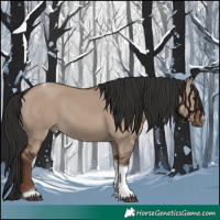 Horse Color:Liver Red Dun Tobiano