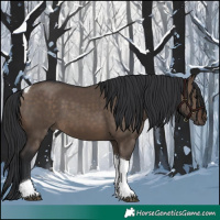 Horse Color:Brown Dun Tobiano 