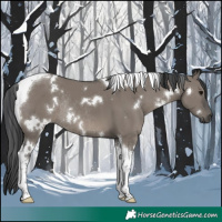 Horse Color:White Spotted Grullo Tobiano Rabicano 