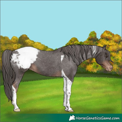 Horse Color:Liver Chestnut Tobiano Snowcap