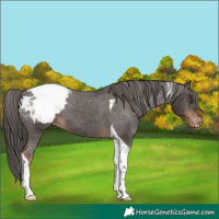 Horse Color:Liver Chestnut Tobiano Appaloosa 