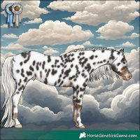 Horse Color:Liver Chestnut Mushroom Appaloosa 