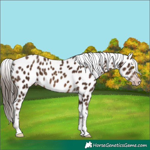 Horse Color:Gray Sable Champagne Appaloosa 