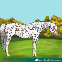 Horse Color:Gray Sable Champagne Appaloosa 