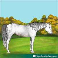 Horse Color:Gray Buckskin Splash Appaloosa 