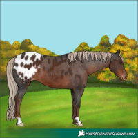 Horse Color:Liver Chestnut Appaloosa