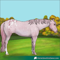 Horse Color:Watercolor Chestnut Appaloosa 