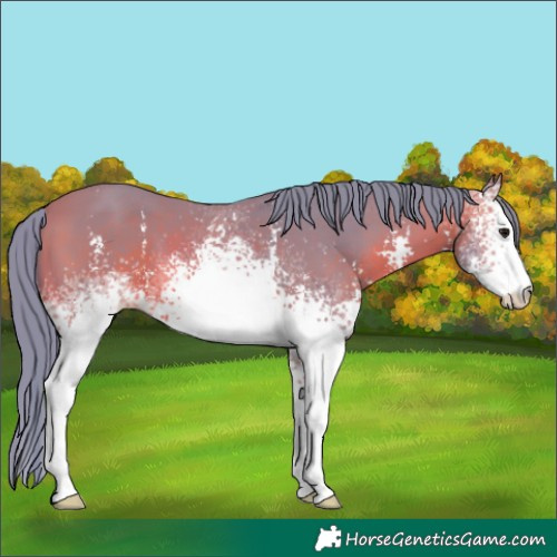 Horse Color:Watercolor White Spotted Bay Sabino 
