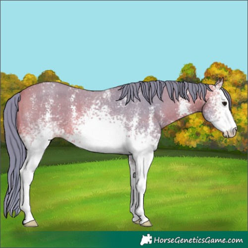 Horse Color:Watercolor White Spotted Bay Sabino 