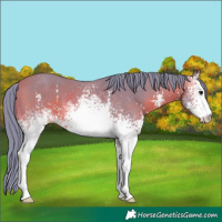 Horse Color:Watercolor White Spotted Bay Sabino