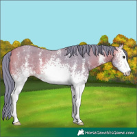 Horse Color:Watercolor White Spotted Bay Sabino