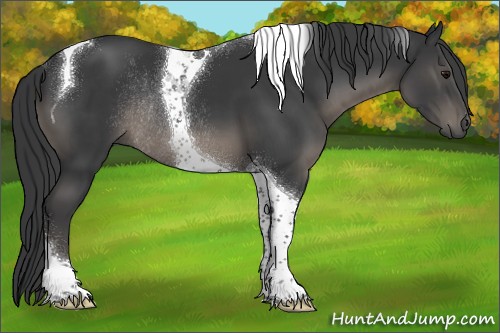 Horse Color:Black Tobiano Rabicano
