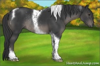 Horse Color:Black Tobiano Rabicano 