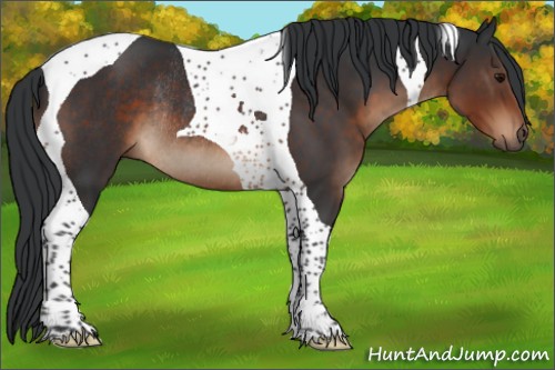 Horse Color:Brown Tobiano Rabicano