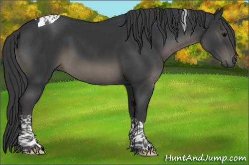 Horse Color:Black Tobiano Rabicano 