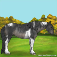 Horse Color:Black Tobiano Rabicano 