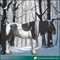 Horse Color:Black Tobiano Rabicano