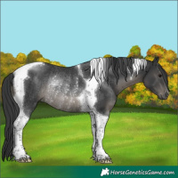 Horse Color:Black Tobiano Rabicano