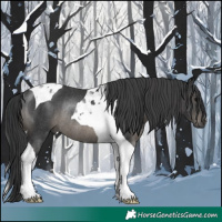 Horse Color:Black Tobiano Rabicano 