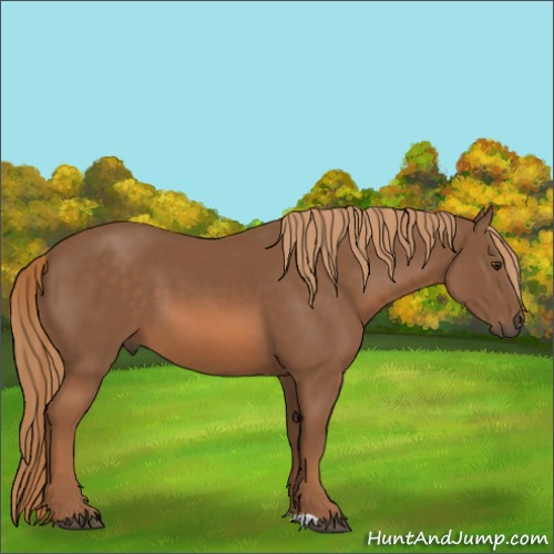 Horse Color:Chestnut 