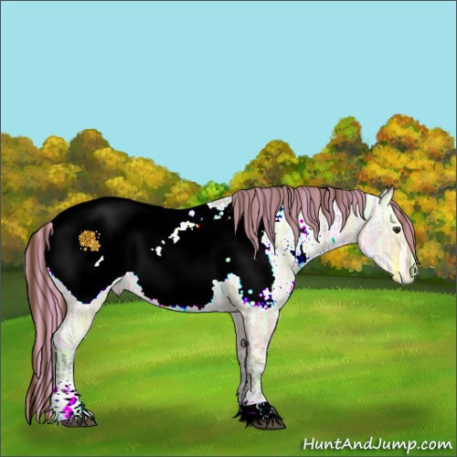 Horse Color:Painted Bay Ice Dun Sabino Tobiano Appaloosa Rabicano 