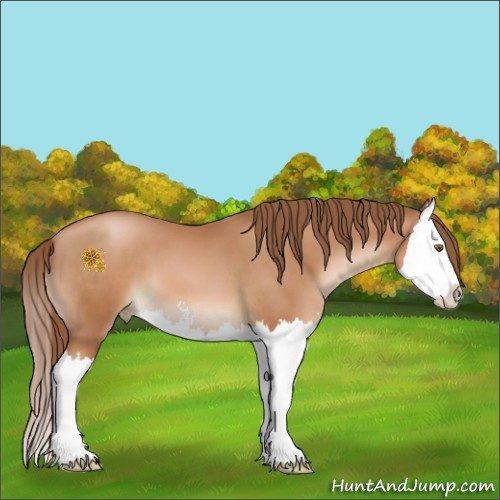 Horse Color:Brown Pearl Sabino Splash 