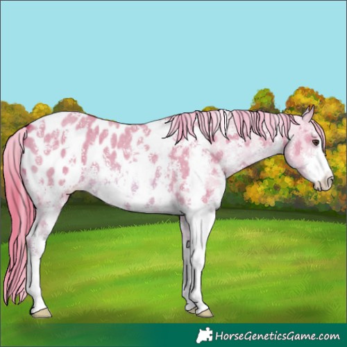 Horse Color:Watercolor Red Dun Sabino Appaloosa 