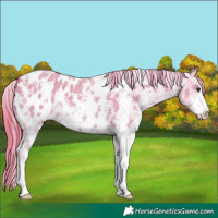 Horse Color:Watercolor Red Dun Sabino Appaloosa