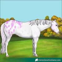 Horse Color:Watercolor Chocolate Palomino Dun Sabino Appaloosa 