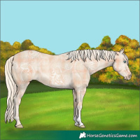 Horse Color:Plaid Cremello Ice