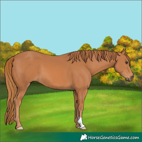 Horse Color:Chestnut 