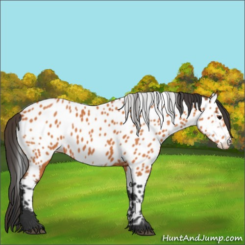 Horse Color:Bay Appaloosa 