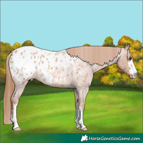 Horse Color:Red Roan Appaloosa 