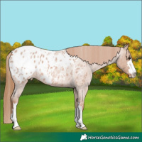 Horse Color:Red Roan Appaloosa 