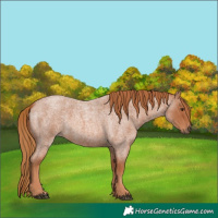Horse Color:Red Roan 